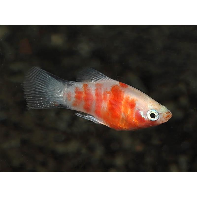 Xiphophorus maculatus red tiger - imagine 3